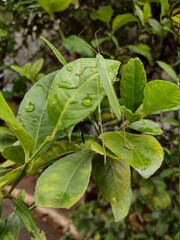 leaves