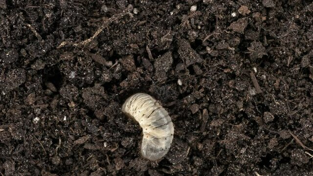 Melolontha beetle larva (May beetle), family Scarabaeidae. They are pests of fruit and agricultural crops. Used as bait for fishing. Burrows into the soil