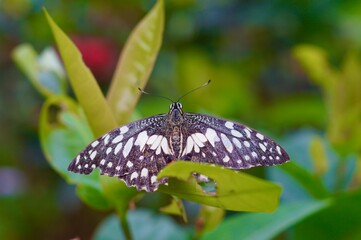 A butterfly close up shot.