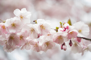 Fototapeta na wymiar Sakura pink flowers, in spring, flowering tree