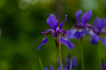Blue flower Iris versicolor beautifully blooming in the garden