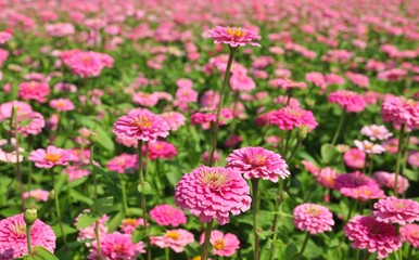 pink zinnia flowers on natural daylight green leaves background