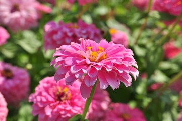 Obraz premium pink zinnia flowers on natural daylight green leaves background