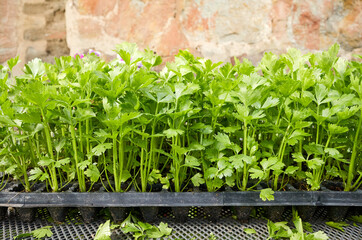 Close up picture of celery seedlings in a plastic container.