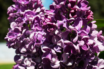 Beautiful fragrant lilac flowers Siringa vulgaris bloom on the trees in the city park.