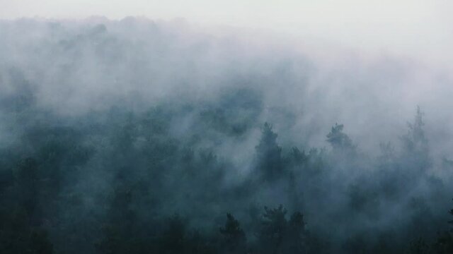 Fog travels through the trees, an eerie atmosphere 