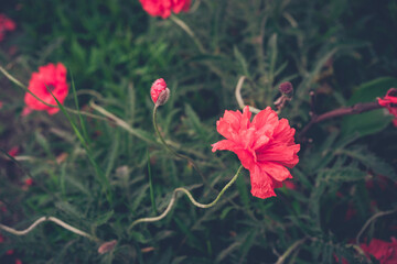 Beautiful red poppies and buds in the garden. Selective focus. Red flowers in the green grass. Countryside flowers