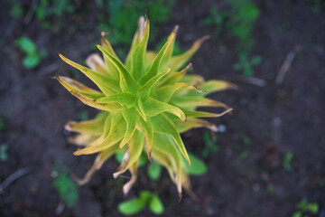Close up green plant in a soil. Selective focus. Gardening concept. Beautiful bokeh