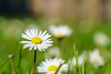 Photo macro d'une fleur de P&acirc;querette