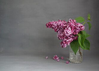 Branch of fluffy lilacs in a glass vase on a gray background. Place for text  