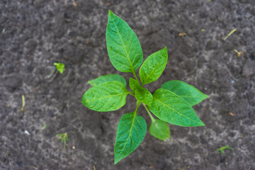 sprout of a pepper, Young green bell pepper seedling sprouts. Selective focus. Green plant grows in soil. Farming and agriculture