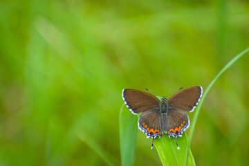 butterfly on green grass