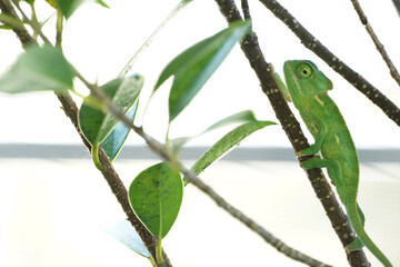 green chameleon  walking on wood  looking at camera