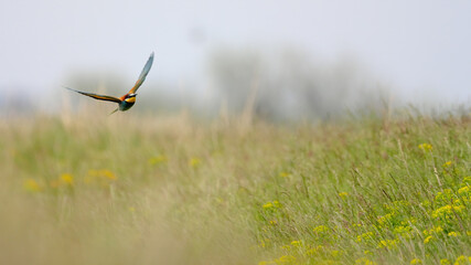 European bee-eater - merops apiaster the colorful exotic bird