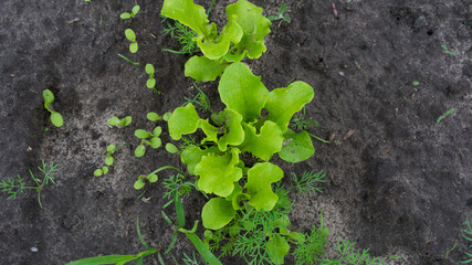 Green lettuce growing in soil