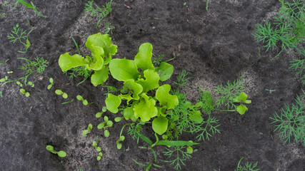 Green lettuce growing in soil