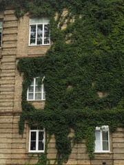Fototapeta na wymiar old house with windows and ivy