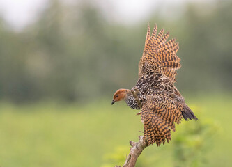 Francolin
