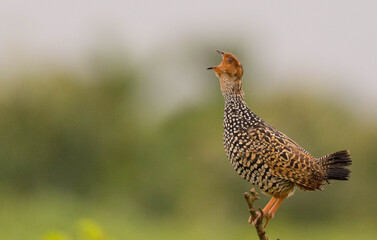 Painted Francolin