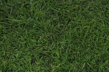 green grass background