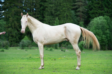 Naklejka na ściany i meble exterior of beautiful creamello purebred akhalteke young stallion posing near forest. Russia