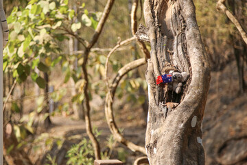 Hellfire, a railroad track built to travel to Burma by prisoners of war during World War II.
