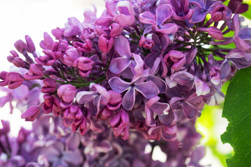 Beautiful fragrant lilac flowers Siringa vulgaris bloom on the trees in the city park.