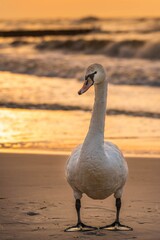 Łabędź nad brzegiem morza o zachodzie słońca