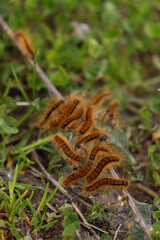 Obraz na płótnie Canvas orange caterpillars