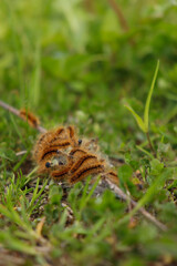 orange caterpillars