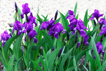 Beautiful purple irises growing in the garden, natural background.