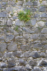 the weed plant grows in Antique Old castle stone wall