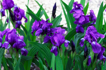 Beautiful purple irises growing in the garden, close-up, natural background.
