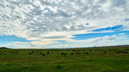 A flock of sheep on a lush green meadow.