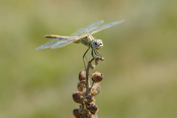 dragonfly on a branch
