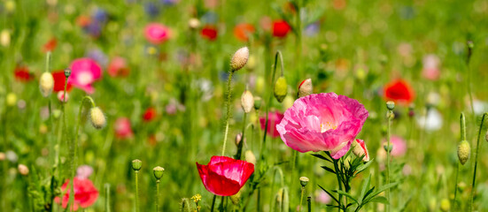 Colourful wild flowers, including cornflowers and poppies, on a roadside verge in Ickenham, West London UK. The Borough of Hillingdon has been planting wild flowers next to roads to support wildlife.