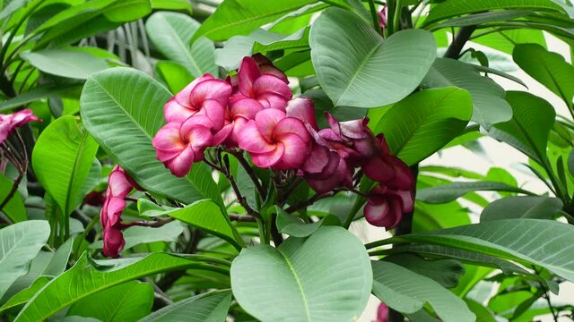 Red-pink Plumeria flowers is swaying in the wind on the green tree. Pink Plumeria flowers in green background. 4k video. 