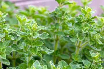  oregano plant