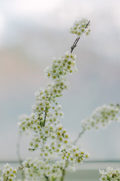 Fototapeta blossom in spring
