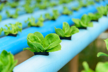 closeup to young green oak salad in hydroponics system pipe