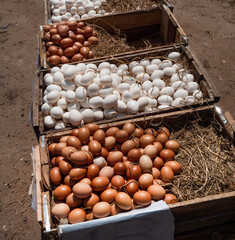 Close up of fresh Chicken eggs