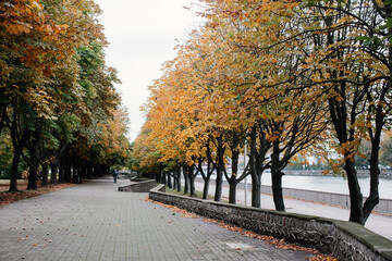 Empty road in a city park in autumn. Yellow trees, crumbling chestnut leaves in autumn.