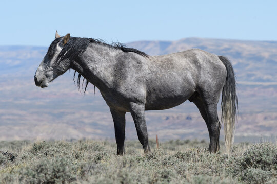 Wild Mustang Horses in Colorado