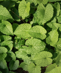 Leaf and plants been in nature
