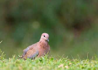 Dove