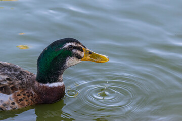 Duck in the water