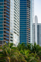 Palm trees and highrise towers in Miami Beach