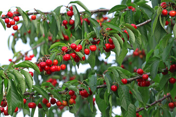 Cerises dans l'arbre