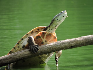 Tortuga en rama