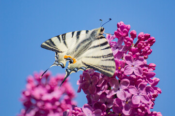 butterfly on Lilac flower
